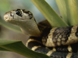 A Close View of a King Cobra Coiled Around a Plant