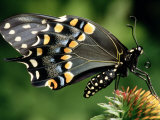 Swallowtail Butterfly