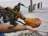 A Lobster Intended to Go into a Research Pond