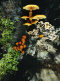 Close View of Mushrooms and Other Fungi