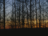 Sunset Blazes Behind Silhouetted Denuded Trees