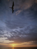 Birds Float on the Breeze over the Water at Sunset