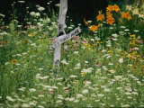 An Dilapidated Wooden Sign Encircled by Sunflowers  Carnations  and Other Flowers