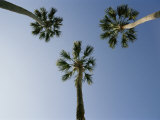 Palm Trees Photographed against a Blue Florida Sky