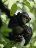 A Chimpanzee in a Tree