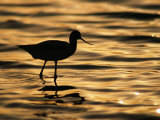An American Avocet Silhouetted at Twilight