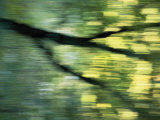 Panned View of a Tree