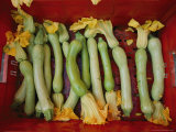 Squash  with Blossoms Still Attached  Lie in a Red Basket