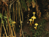 Mushrooms and Forest Vegetation  Bayerischer Wald National Park