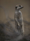 An Adult Meerkat (Suricata Suricatta) Stands on Lookout