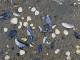 Shells on a Beach  Wattenmeer National Park