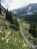 Woman Hiking on Sperry Chalet Trail  Glacier National Park  Montana