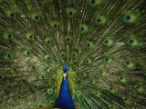 A Male Peacock Displays His Plumage