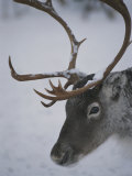 Close View of a Caribous Head