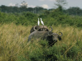 Two Cattle Egrets Stand Atop a Cape Buffalo