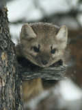 An American Marten in a Tree During a Light Snowfall