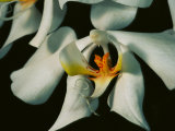 Close View of a Local Wild Species of Orchid on Palawan Island