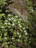 Bunchberry Flowers Blooming on Washingtons Olympic Peninsula