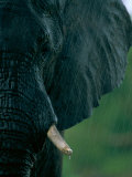 Close View of an African Elephant Showing its Tusks