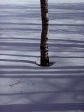 Birch Tree Buried in the Snow