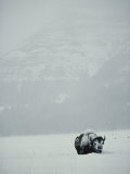 A Snow-Covered American Bison Stands on a Snowy Plain