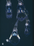 Close View of a Group of Hatchetfish