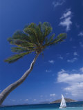 A Scenic View of a Palm Tree and a Sailboat off the Coast of Peter Island