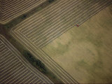 Aerial View of a Harvester Gathering Barley