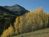 A View of Quaking Aspen Trees with Red Mountain in the Background
