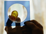 Gem Cutter Observing Insects Imbedded in Amber