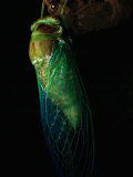 Close-up of a Cicada