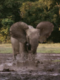 A Forest Elephant Runs Through Water