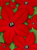 Nicotiana Flowers