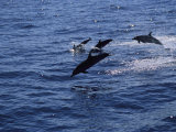 A Group of Dolphins Leap from the Ocean Near Kona  Hawaii