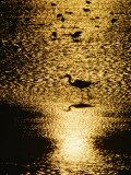 A Great Blue Heron Stands in Silhouette