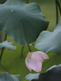 A Delicate Pink Blossom Adorns a Lotus Plant