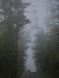 Ancient White Pines Line a Roadway in Superior National Forest