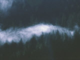A Blanket of Fog Covers Treetops in Misty Fjord National Monument