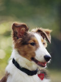 A Portrait of a Shetland Sheepdog  Also Known as a Sheltie