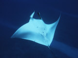 A Manta Ray  Manta Birostris  Swims Gracefully in a Blue Ocean