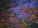 Autumn Leaves and Rainy Wet Pavement Reflect Neon Signs in Abstract