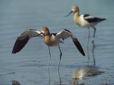 American Avocets