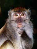 Close View of a Long-Tailed Macaque (Macaca Fascicularis)