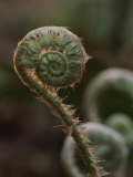 A Close View of a Fiddlehead Fern Frond