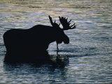 Moose Wading in a Kettle Lake  His Body Silhouetted against the Water