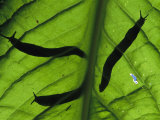 Close View of Banana Slugs Silhouetted Atop a Leaf