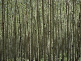 A Dense Forest of Skinny Birch Trees