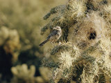 A Cactus Wren Perches on a Cholla Cactus Near the Entrance to its Nest