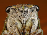 Close View of a Cicadas Face