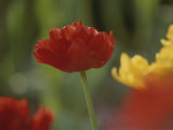 The Head of a Red Tulip against a Garden Background